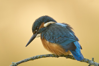 Картинка животные зимородки птичка