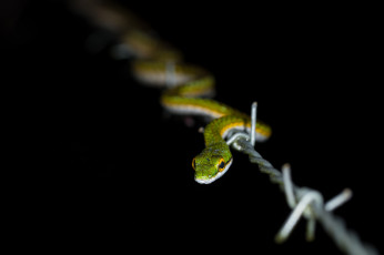 Картинка животные змеи +питоны +кобры змейка