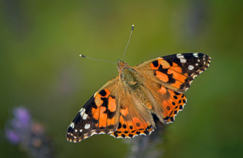 Картинка животные бабочки +мотыльки +моли бабочка