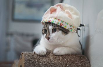 Картинка животные коты киса