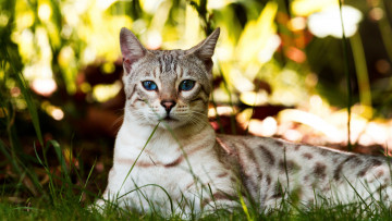 Картинка животные коты кот трава кошка