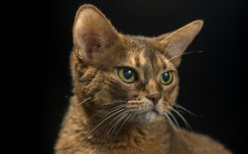 Картинка животные коты киса