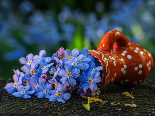 Обои картинки фото цветы, незабудки, голубой