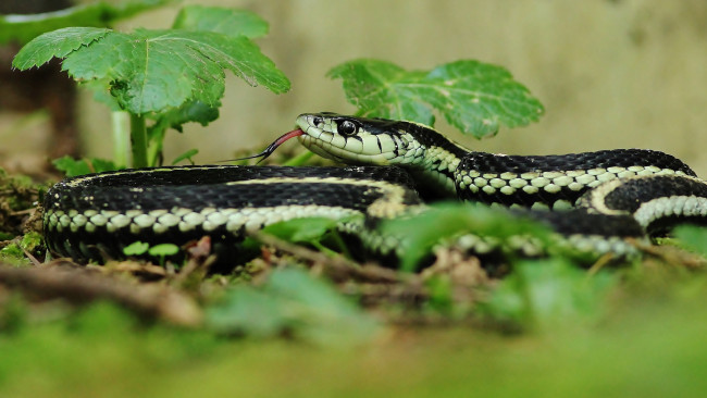 Обои картинки фото животные, змеи,  питоны,  кобры, змейка