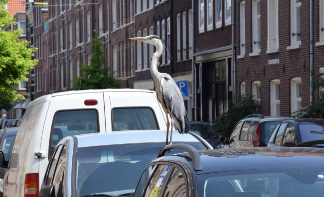 Обои картинки фото животные, цапли,  выпи, машина, профиль