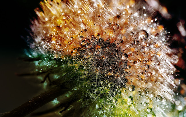 Обои картинки фото цветы, одуванчики, роса, макро, одуванчик, природа