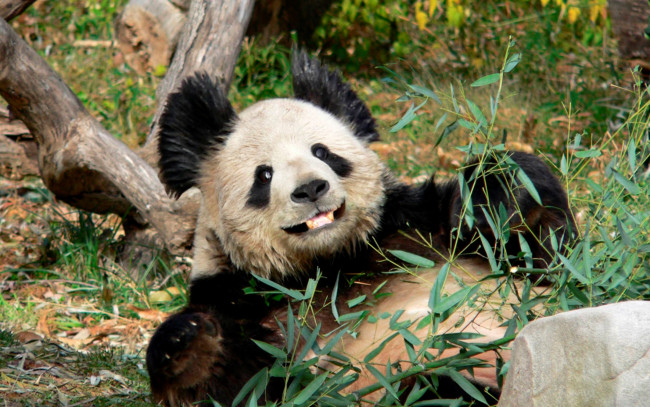 Обои картинки фото животные, панды, панда