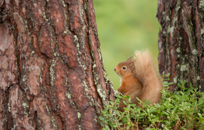 Обои картинки фото животные, белки, деревья, хвост, белка, рыжая