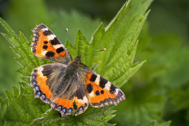 Обои картинки фото животные, бабочки,  мотыльки,  моли, бабочка