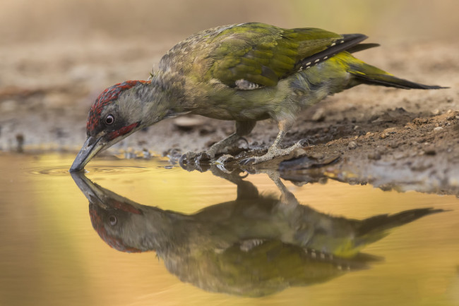 Обои картинки фото животные, дятлы, птичка