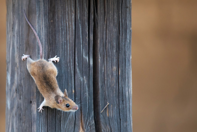 Обои картинки фото животные, крысы,  мыши, мышка