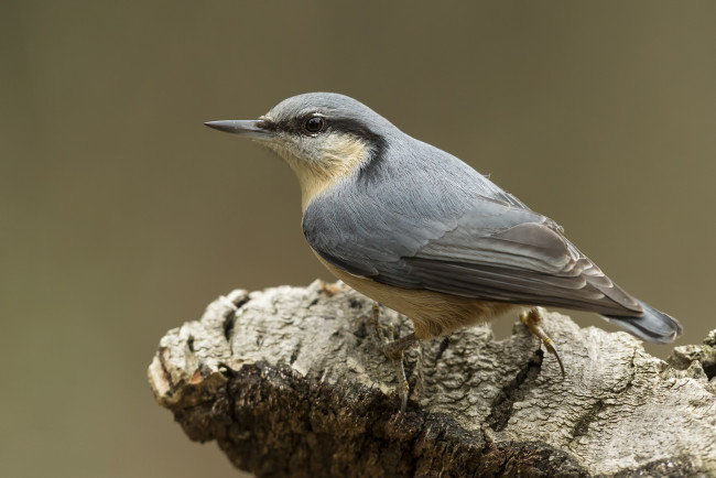 Обои картинки фото животные, поползни, птичка