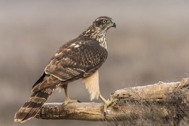 Обои картинки фото животные, птицы - хищники, птичка