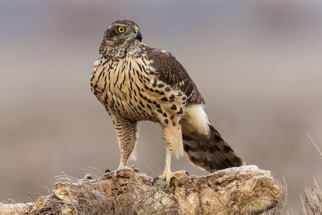 Обои картинки фото животные, птицы - хищники, птичка