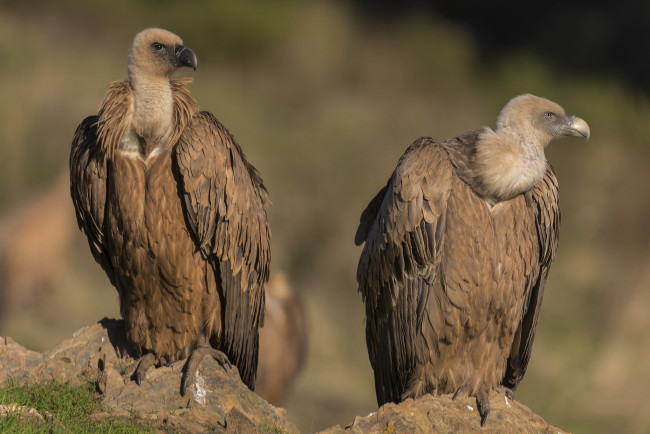 Обои картинки фото животные, птицы - хищники, птичка
