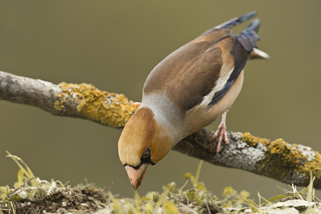 Обои картинки фото животные, птицы, птичка