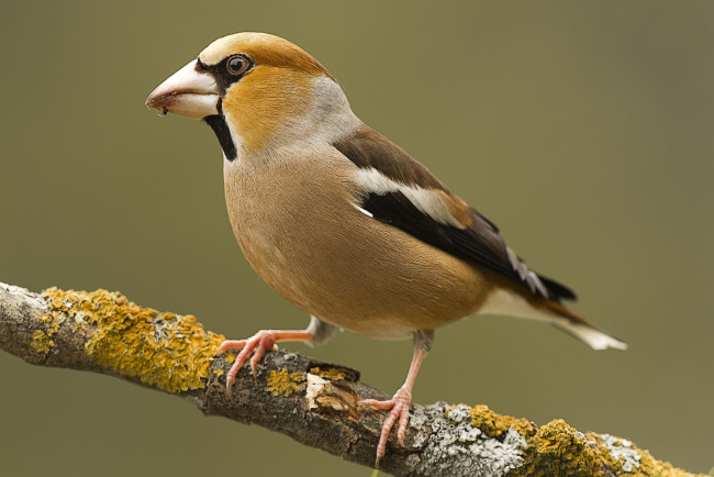 Обои картинки фото животные, птицы, птичка