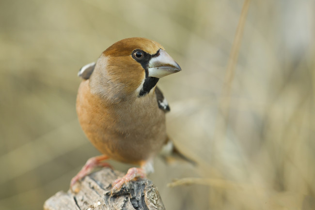 Обои картинки фото животные, птицы, птичка