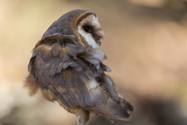 Обои картинки фото животные, совы, птичка