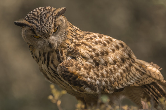 Обои картинки фото животные, совы, птичка