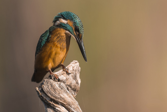 Обои картинки фото животные, зимородки, птичка