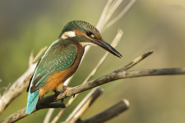 Обои картинки фото животные, зимородки, птичка