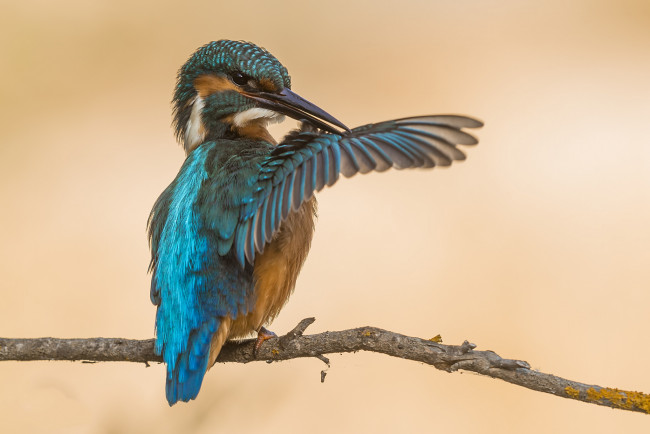 Обои картинки фото животные, зимородки, птичка