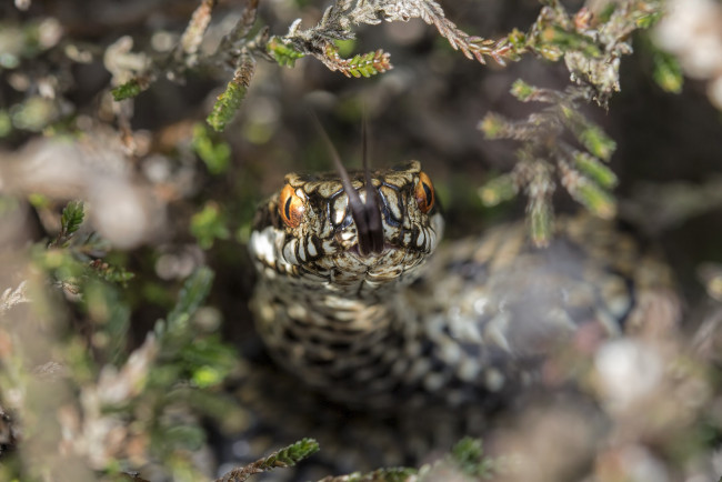 Обои картинки фото животные, змеи,  питоны,  кобры, змейка