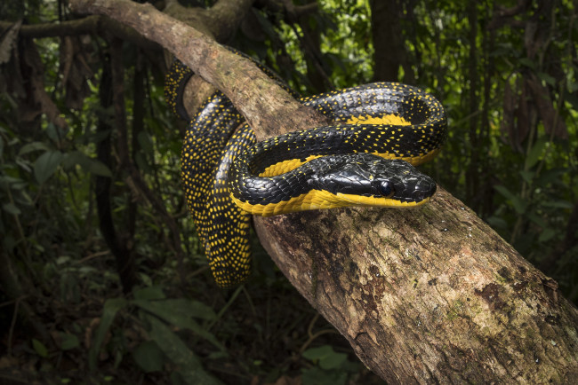 Обои картинки фото животные, змеи,  питоны,  кобры, змейка