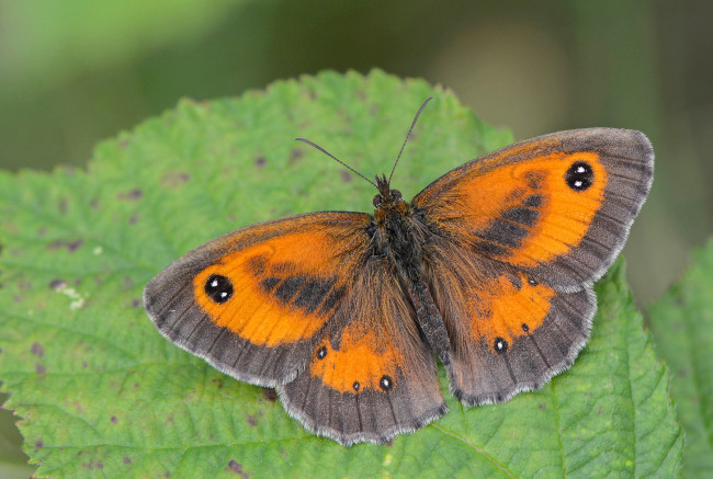 Обои картинки фото животные, бабочки,  мотыльки,  моли, бабочка