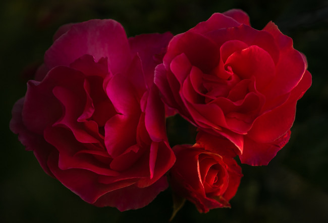 Обои картинки фото цветы, розы, бутон, лепестки