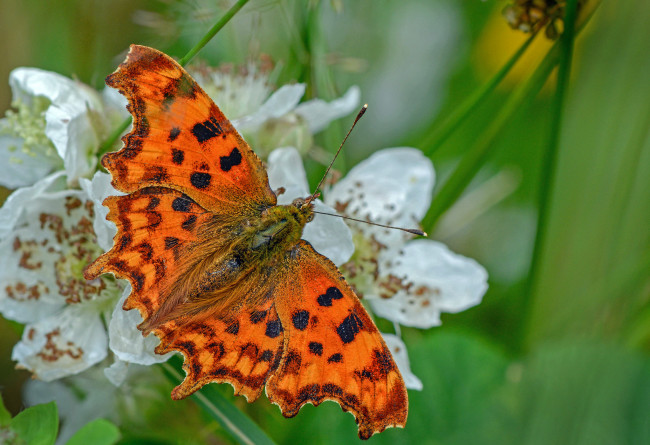 Обои картинки фото животные, бабочки,  мотыльки,  моли, бабочка