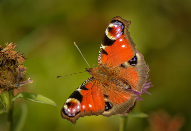 Обои картинки фото животные, бабочки,  мотыльки,  моли, бабочка