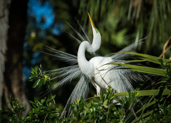 Обои картинки фото животные, цапли,  выпи, цапля, птица, перья, белая