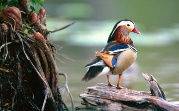 Картинка животные утки мандаринка бревно