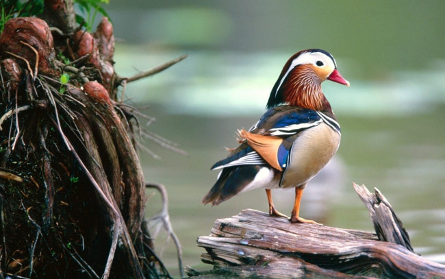 Обои картинки фото животные, утки, мандаринка, бревно