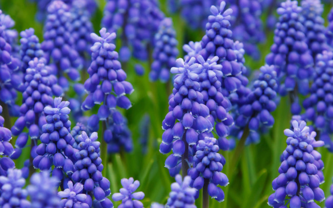 Обои картинки фото цветы, мускари, лиловые