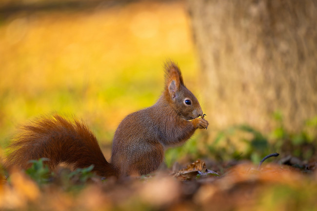 Обои картинки фото животные, белки, дерево, поляна, белка, профиль