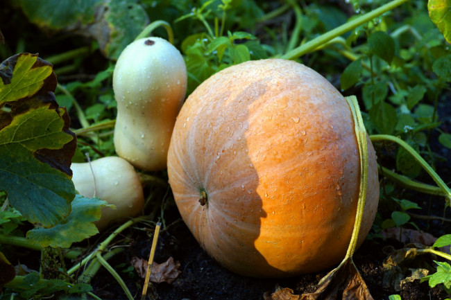 Обои картинки фото природа, плоды, тыква