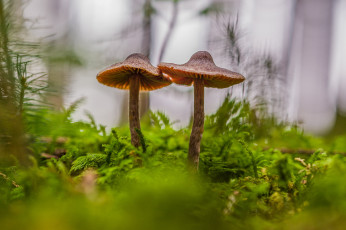 Картинка природа грибы