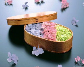 обоя цветы, гортензия