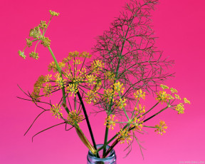 Картинка цветы луговые полевые