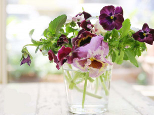 обоя цветы, анютины, глазки, садовые, фиалки