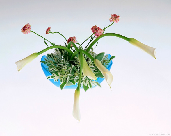 Обои картинки фото цветы, букеты, композиции