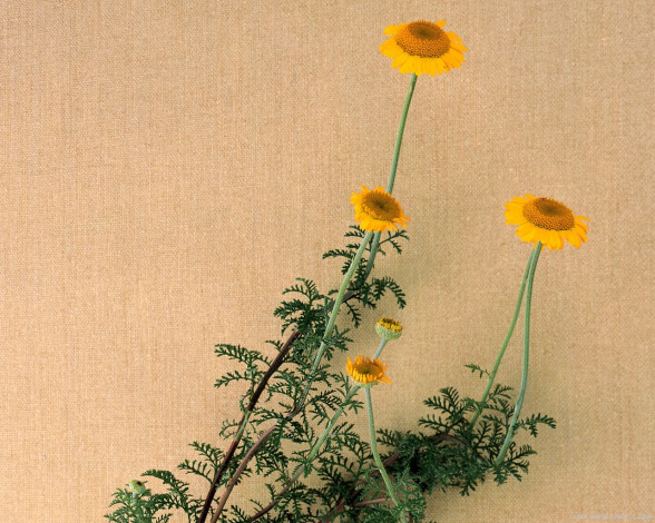 Обои картинки фото цветы, луговые, полевые