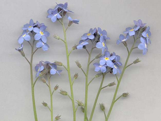 Обои картинки фото цветы, незабудки