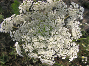 Картинка цветы луговые полевые