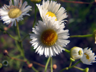 Картинка цветы маргаритки