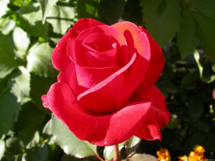 Картинка цветы розы