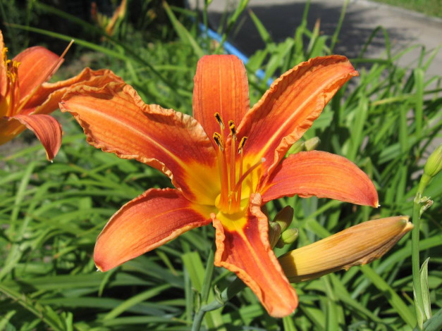 Обои картинки фото цветы, лилии, лилейники